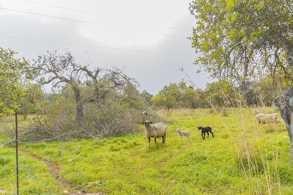 Finca Puig Santa Magdalena Екстер'єр фото